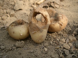 家庭菜園 週末だけでジャガづくり ジャガイモの収穫で 虫喰い